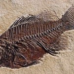 Crente que não evangeliza, se fossiliza…