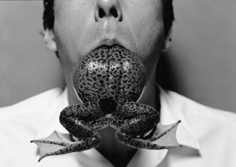 engolindo-sapo eating-frog